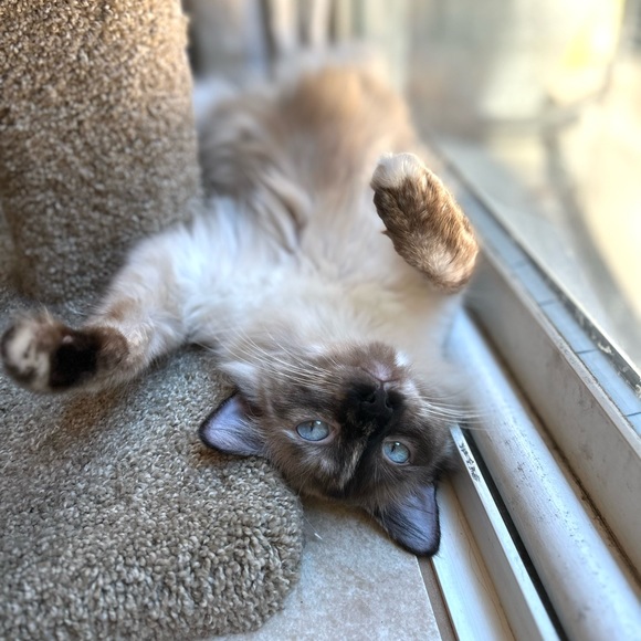 Welcome to Audshop🌟Poshmark Ambassador 🌟 - Picture 2 of 15